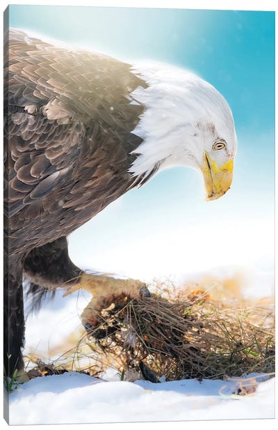 Thirsty For More Canvas Art Print - Eagle Art