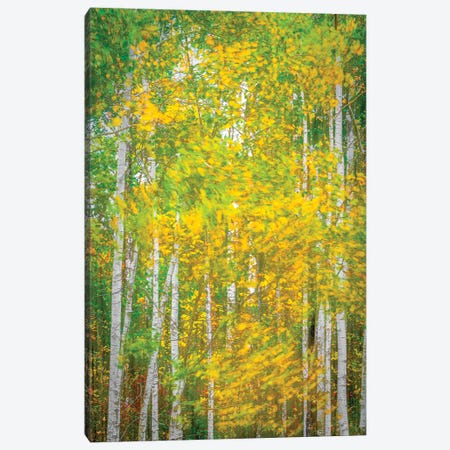 Woodland In Motion Canvas Print #NRV537} by Nik Rave Art Print