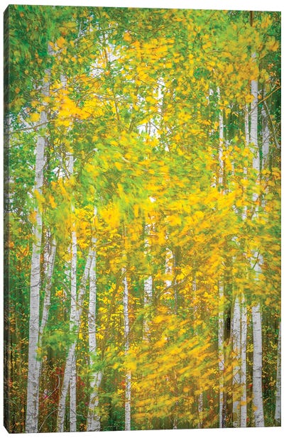 Woodland In Motion Canvas Art Print - Nik Rave