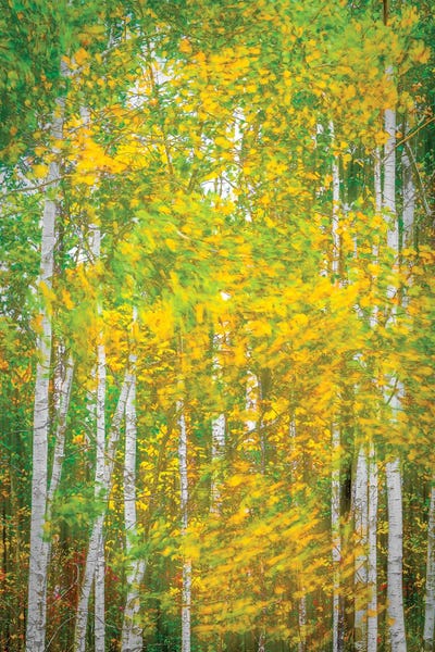 Woodland In Motion