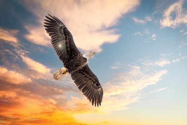 Golden Hour Animals: The King Of The Birds by Nik Rave