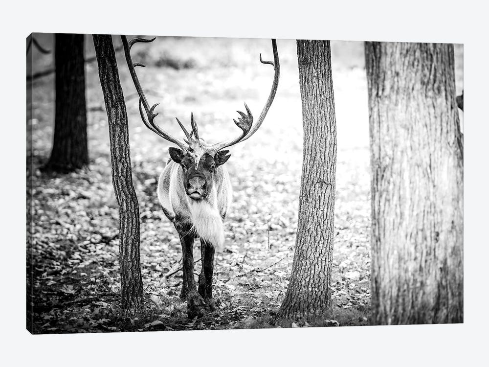 Caribou Running Towards by Nik Rave 1-piece Canvas Wall Art
