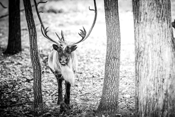 Nik Rave: Caribou Running Towards by Nik Rave