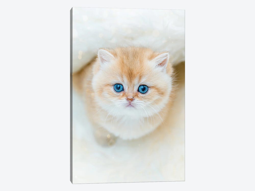 The Yes Of Cuteness British Shorthair by Nik Rave 1-piece Canvas Wall Art