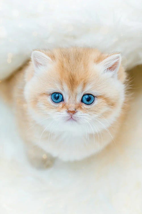 The Yes Of Cuteness British Shorthair by Nik Rave wall art