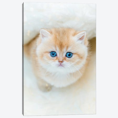 The Yes Of Cuteness British Shorthair Canvas Print #NRV542} by Nik Rave Canvas Print