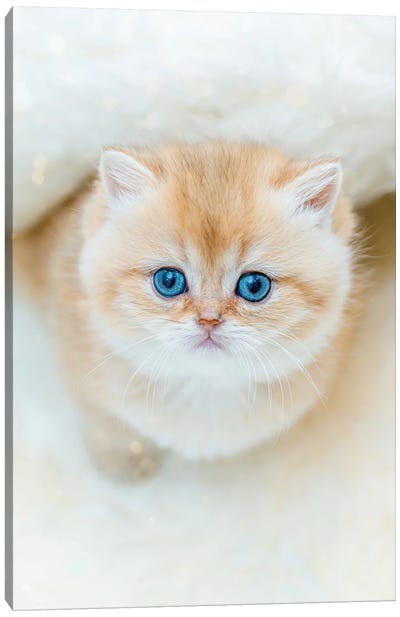 The Yes Of Cuteness British Shorthair Canvas Art Print - British Shorthair Cat Art