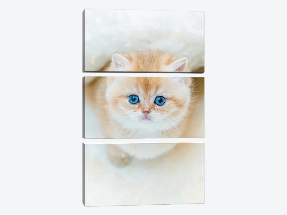 The Yes Of Cuteness British Shorthair by Nik Rave 3-piece Canvas Artwork