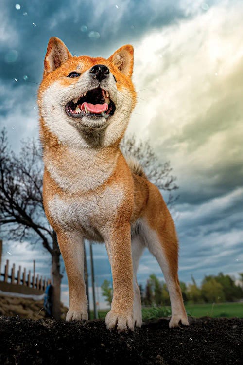 Shiba Inu Hero by Nik Rave wall art