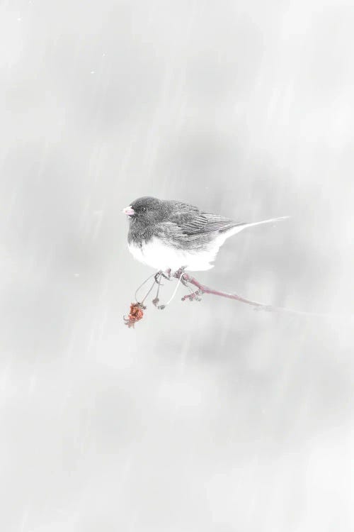 Small Bird Under Snowfall