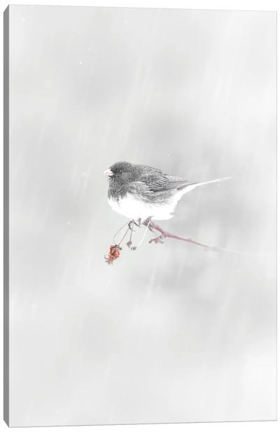 Small Bird Under Snowfall Canvas Art Print - Nik Rave