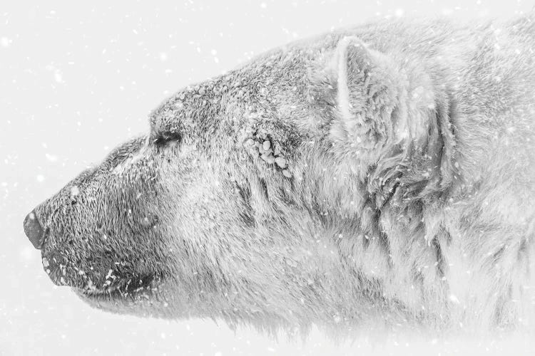 The King Of Arctic by Nik Rave wall art