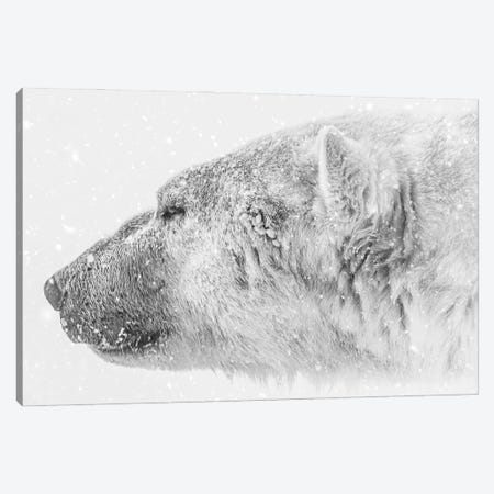 The King Of Arctic Canvas Print #NRV547} by Nik Rave Canvas Artwork