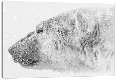The King Of Arctic Canvas Art Print - Nik Rave