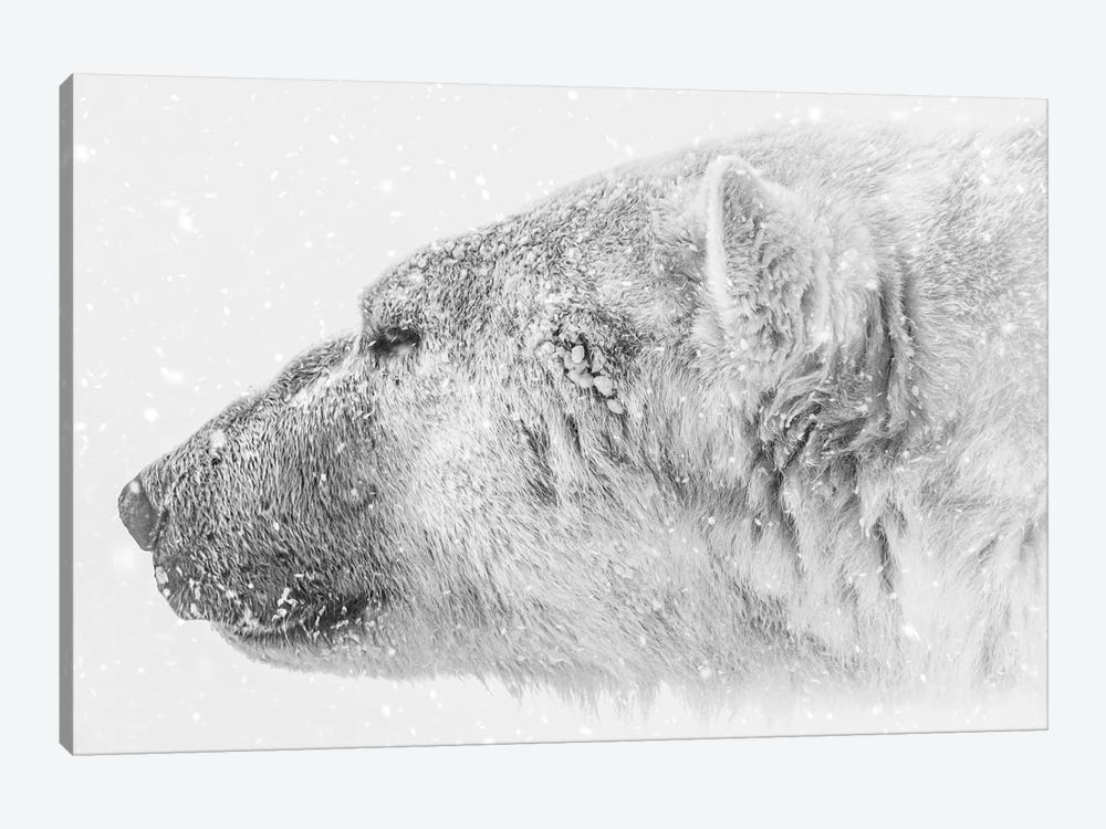 The King Of Arctic by Nik Rave 1-piece Canvas Print