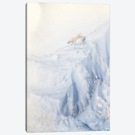 Polar Bear Climbing Stiff Cliff Canvas Print #NRV548} by Nik Rave Canvas Print