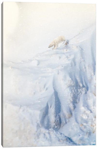 Polar Bear Climbing Stiff Cliff Canvas Art Print - Nik Rave