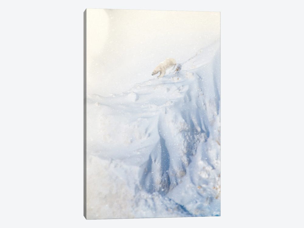 Polar Bear Climbing Stiff Cliff by Nik Rave 1-piece Canvas Wall Art