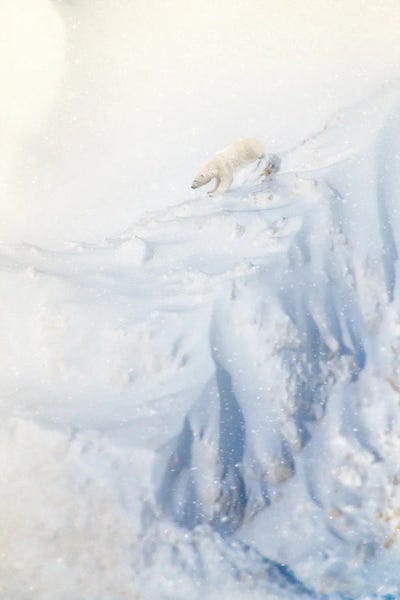 Nik Rave: Polar Bear Climbing Stiff Cliff by Nik Rave