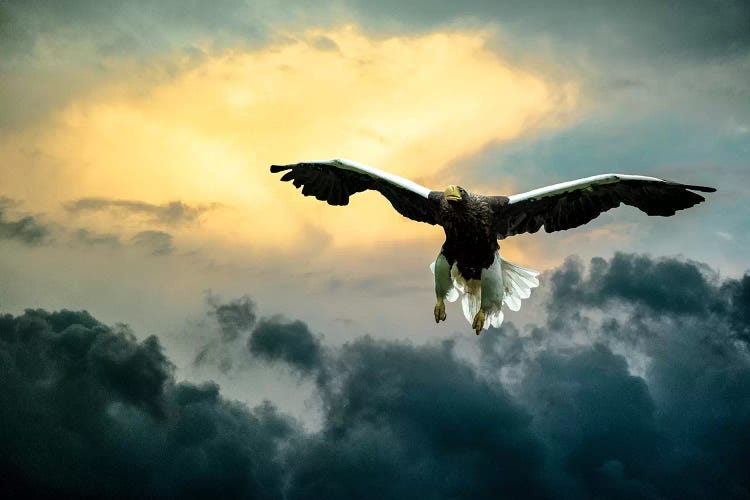 Glorious Stellers Eagle by Nik Rave wall art