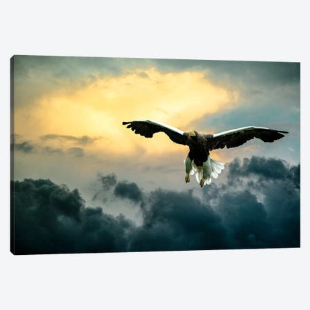 Glorious Stellers Eagle Canvas Print #NRV54} by Nik Rave Canvas Wall Art