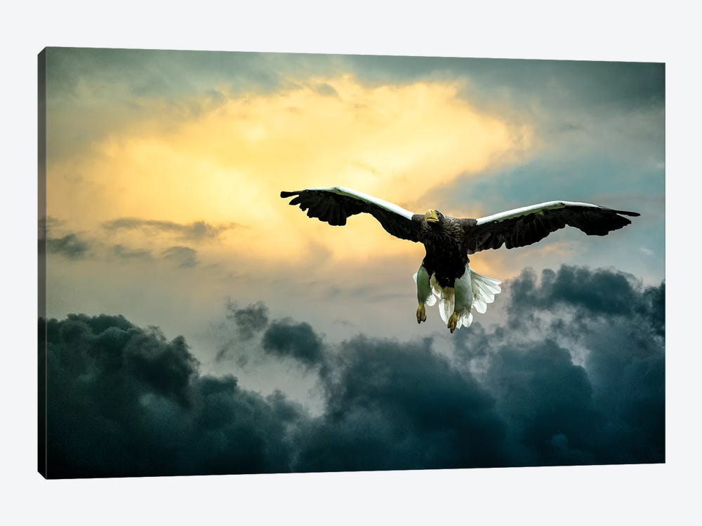 Glorious Stellers Eagle by Nik Rave 1-piece Canvas Art Print