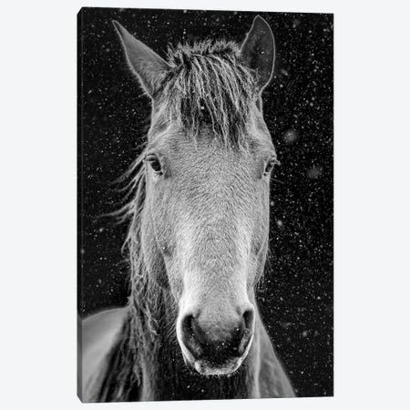 Lonely Pony Portrait Canvas Print #NRV553} by Nik Rave Canvas Artwork