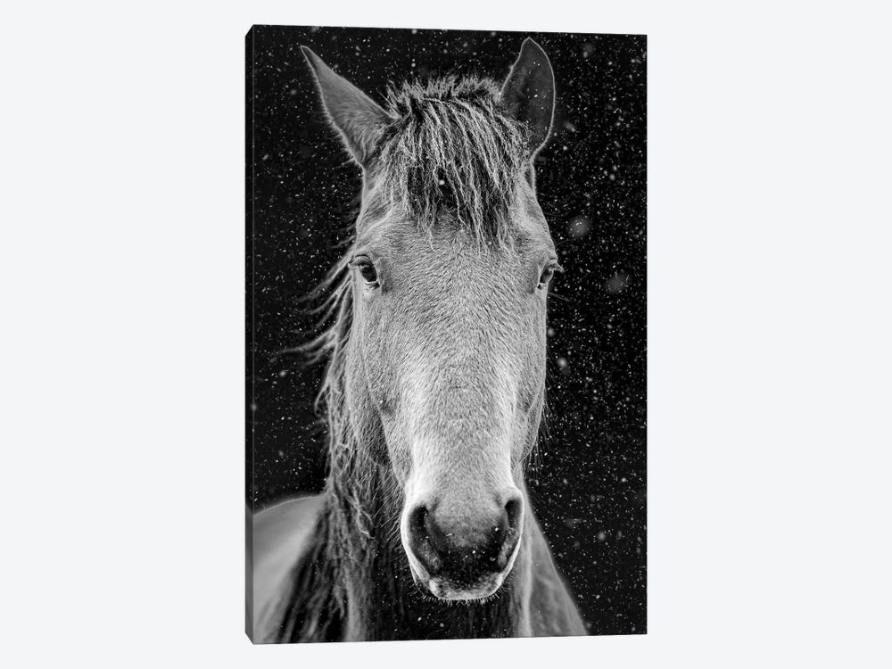 Lonely Pony Portrait by Nik Rave 1-piece Canvas Wall Art