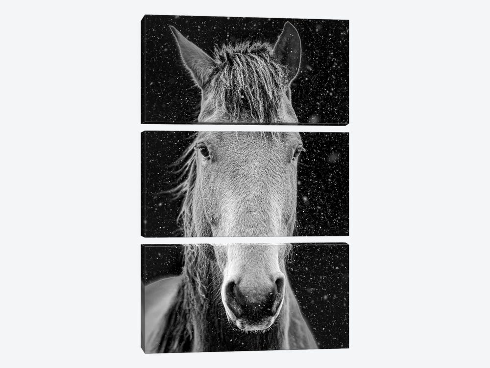Lonely Pony Portrait by Nik Rave 3-piece Canvas Wall Art