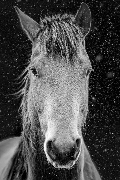 Nik Rave: Lonely Pony Portrait by Nik Rave