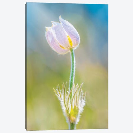 Magical Crocus In The Light Of A Morning Canvas Print #NRV554} by Nik Rave Art Print