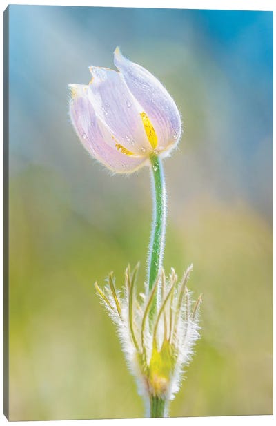 Magical Crocus In The Light Of A Morning Canvas Art Print - Nik Rave