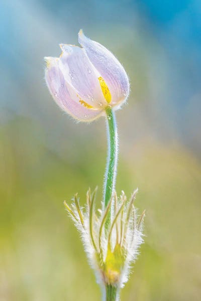 Magical Crocus In The Light Of A Morning