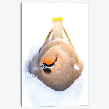Nesting In A Snow Beautiful Bird Canvas Print #NRV556} by Nik Rave Canvas Print