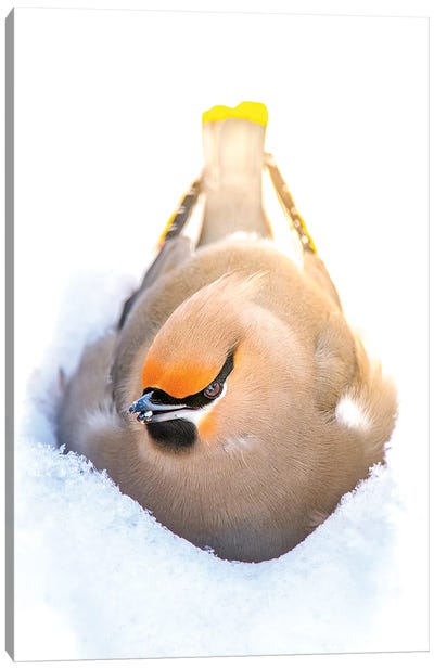 Nesting In A Snow Beautiful Bird Canvas Art Print - Cardinal Art