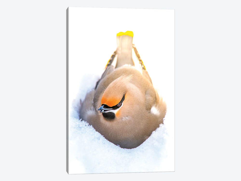 Nesting In A Snow Beautiful Bird by Nik Rave 1-piece Canvas Print