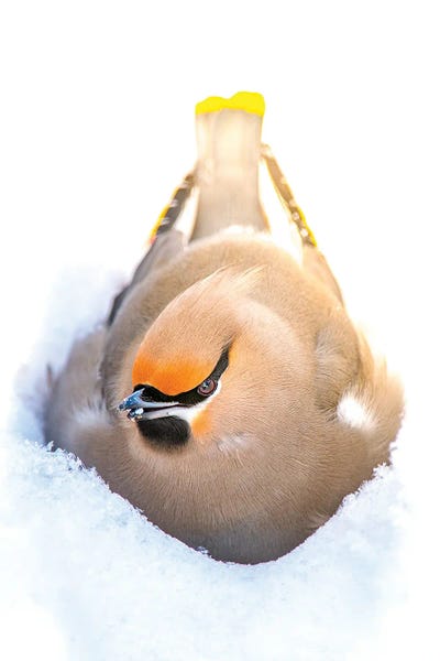 Nik Rave: Nesting In A Snow Beautiful Bird by Nik Rave