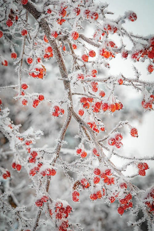 Frozen Berries