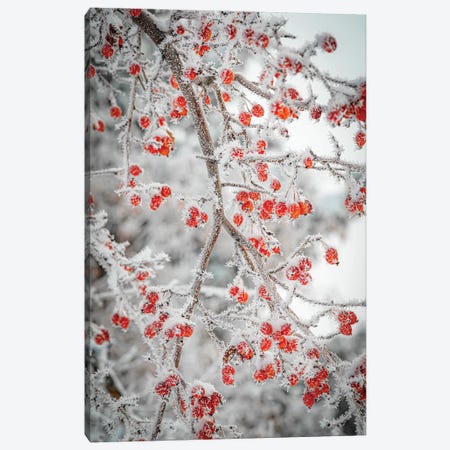 Frozen Berries Canvas Print #NRV558} by Nik Rave Canvas Art