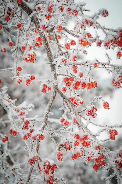 Nik Rave: Frozen Berries by Nik Rave