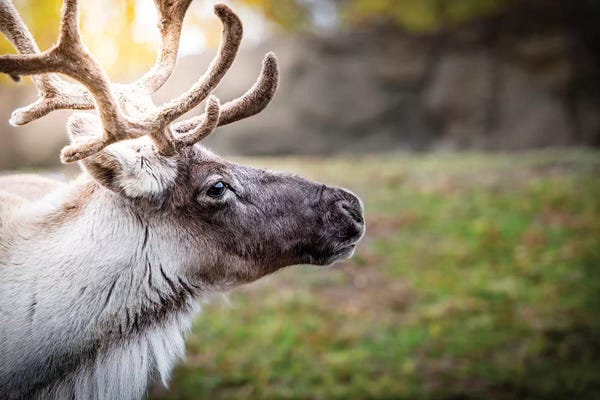 Nik Rave: Woodland Caribou Sunny Portrait by Nik Rave