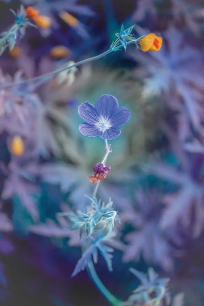 Nik Rave: Gentle Colors Of Summer by Nik Rave