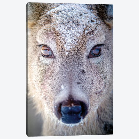 Female Deer Beautiful Eyes In Snow Doe Canvas Print #NRV562} by Nik Rave Canvas Print