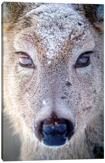 Female Deer Beautiful Eyes In Snow Doe Canvas Art Print - Nik Rave