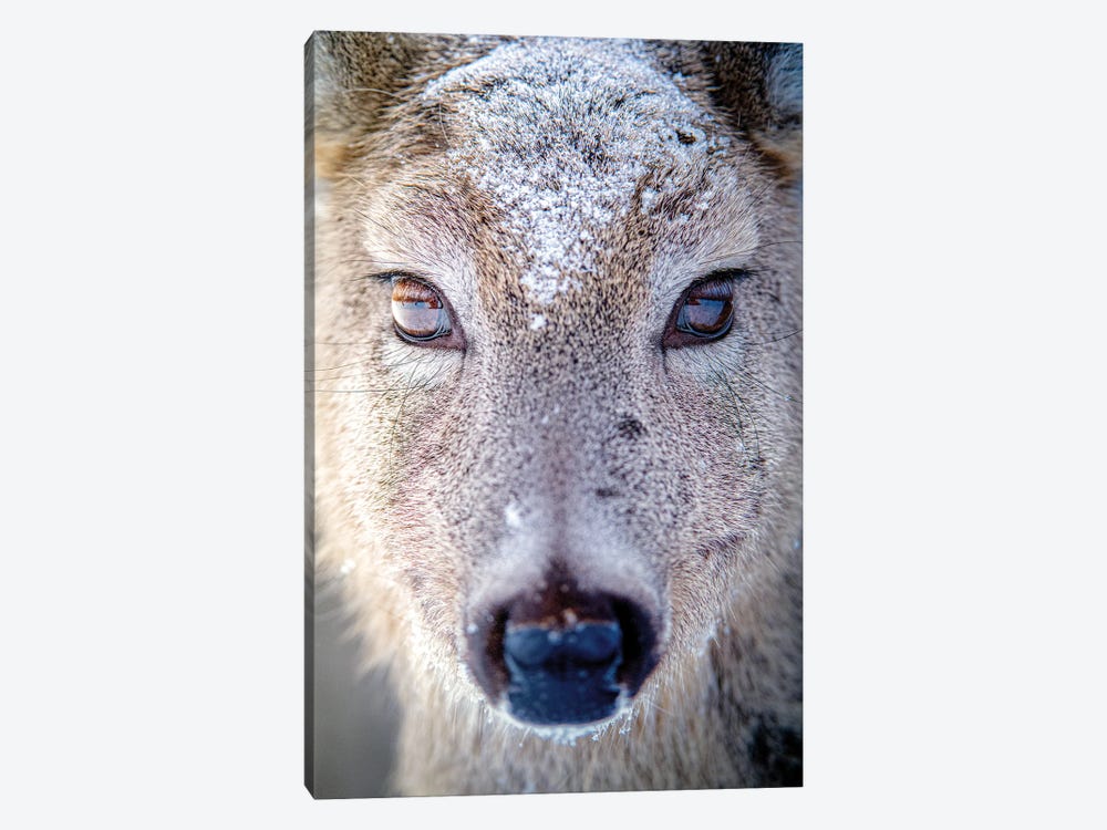 Female Deer Beautiful Eyes In Snow Doe by Nik Rave 1-piece Canvas Artwork