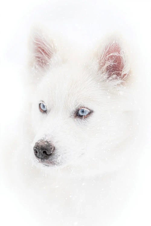 Dog In A Snowfall by Nik Rave wall art