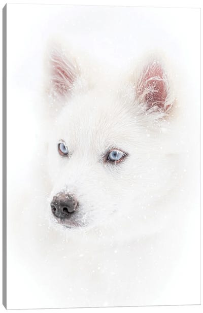 Dog In A Snowfall Canvas Art Print - Nik Rave