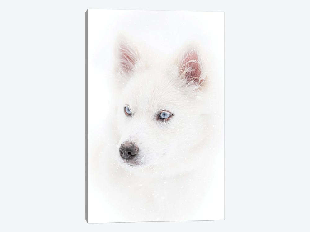 Dog In A Snowfall by Nik Rave 1-piece Canvas Print