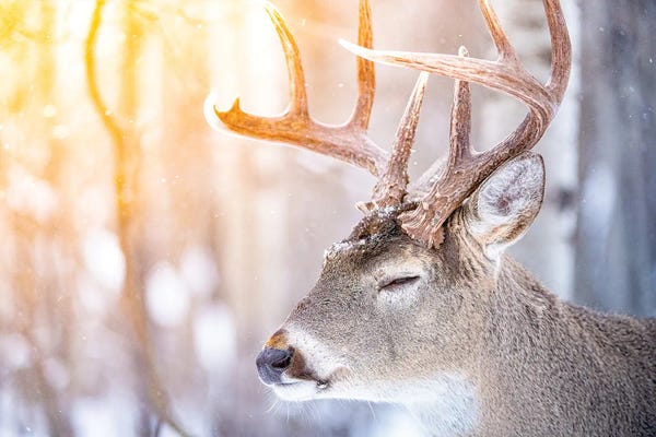 Golden Hour Animals: Dreaming Buck Deer by Nik Rave