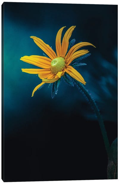 Epic Deep Blue Light Yellow Flower Canvas Art Print - Nik Rave